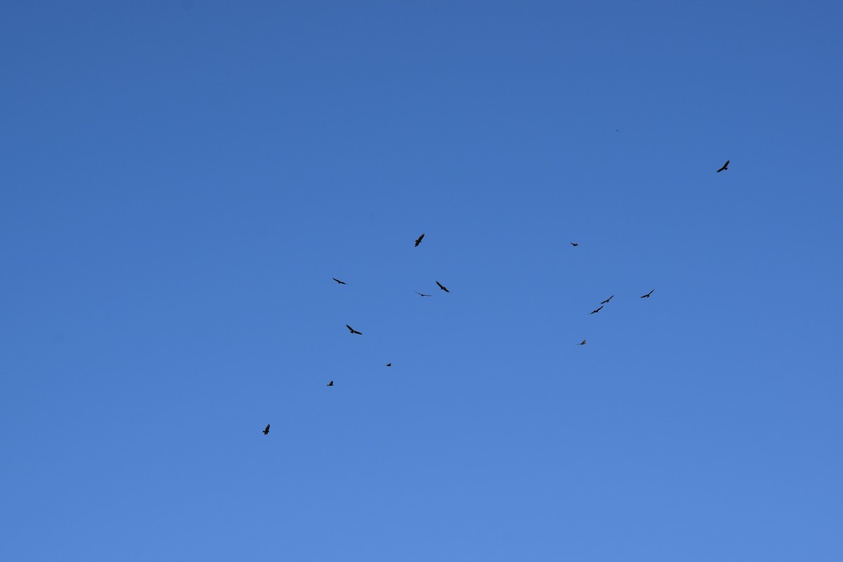 Turkey Vulture - ML619812538