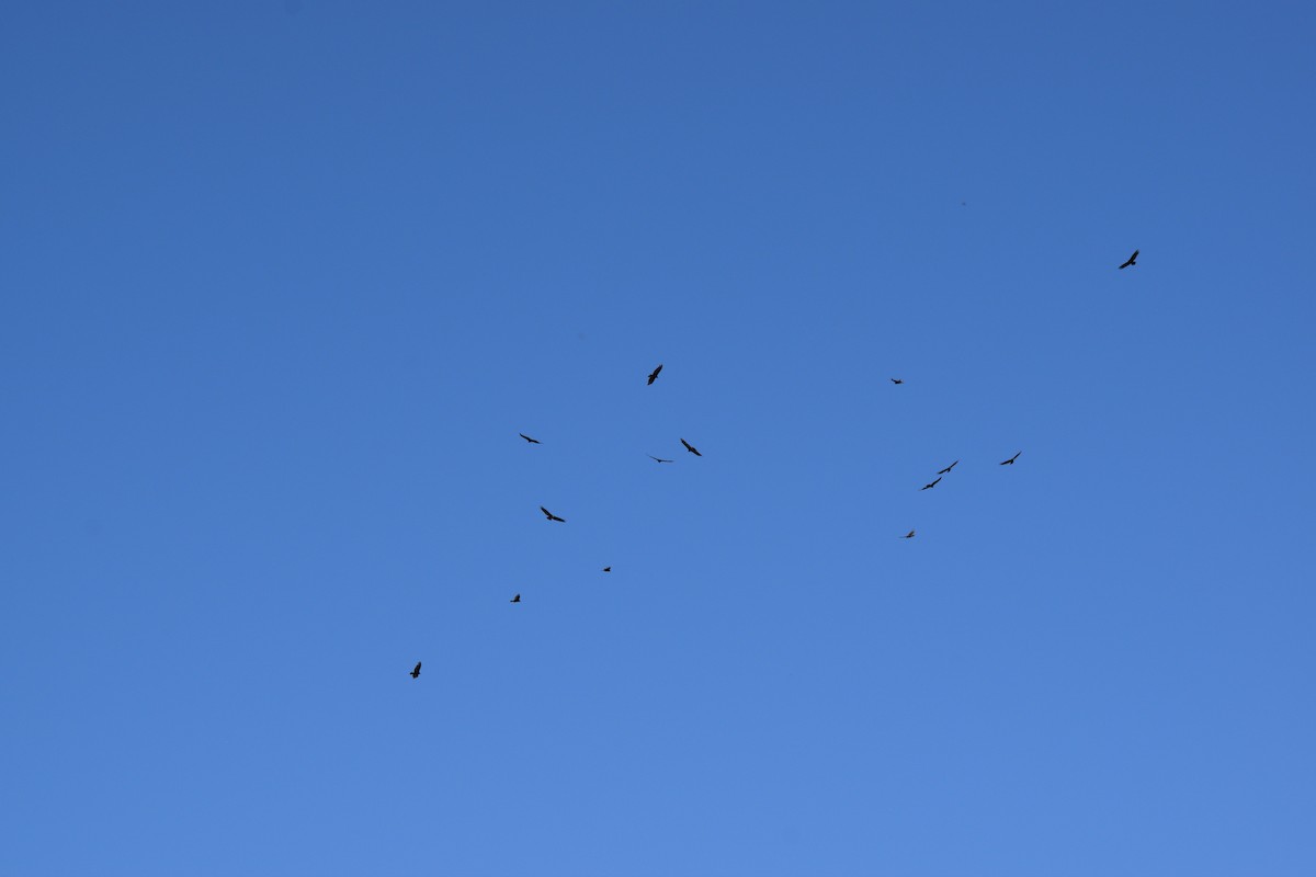 Turkey Vulture - ML619812538