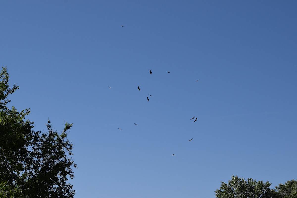 Turkey Vulture - ML619812539