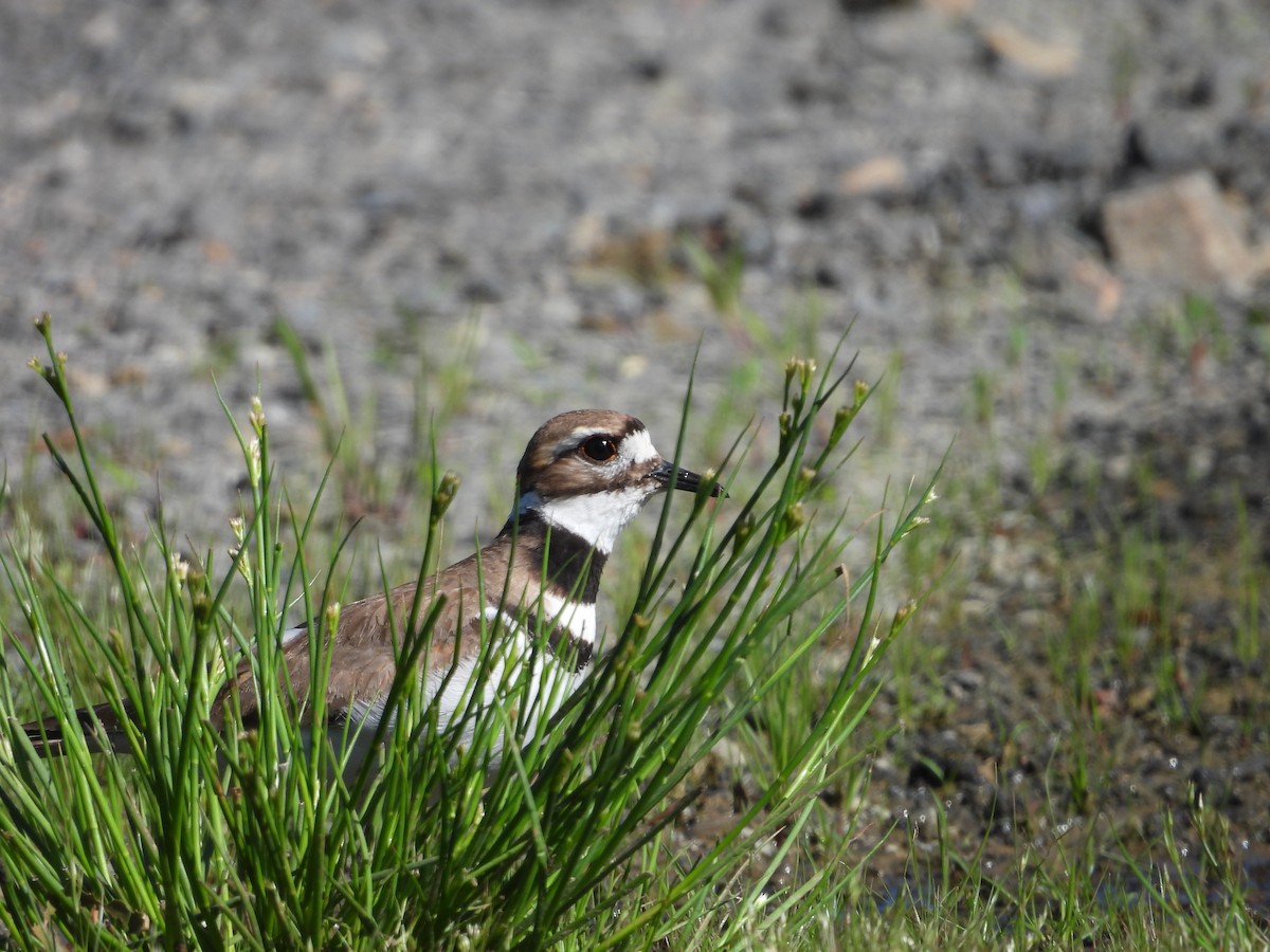 Killdeer - ML619812559