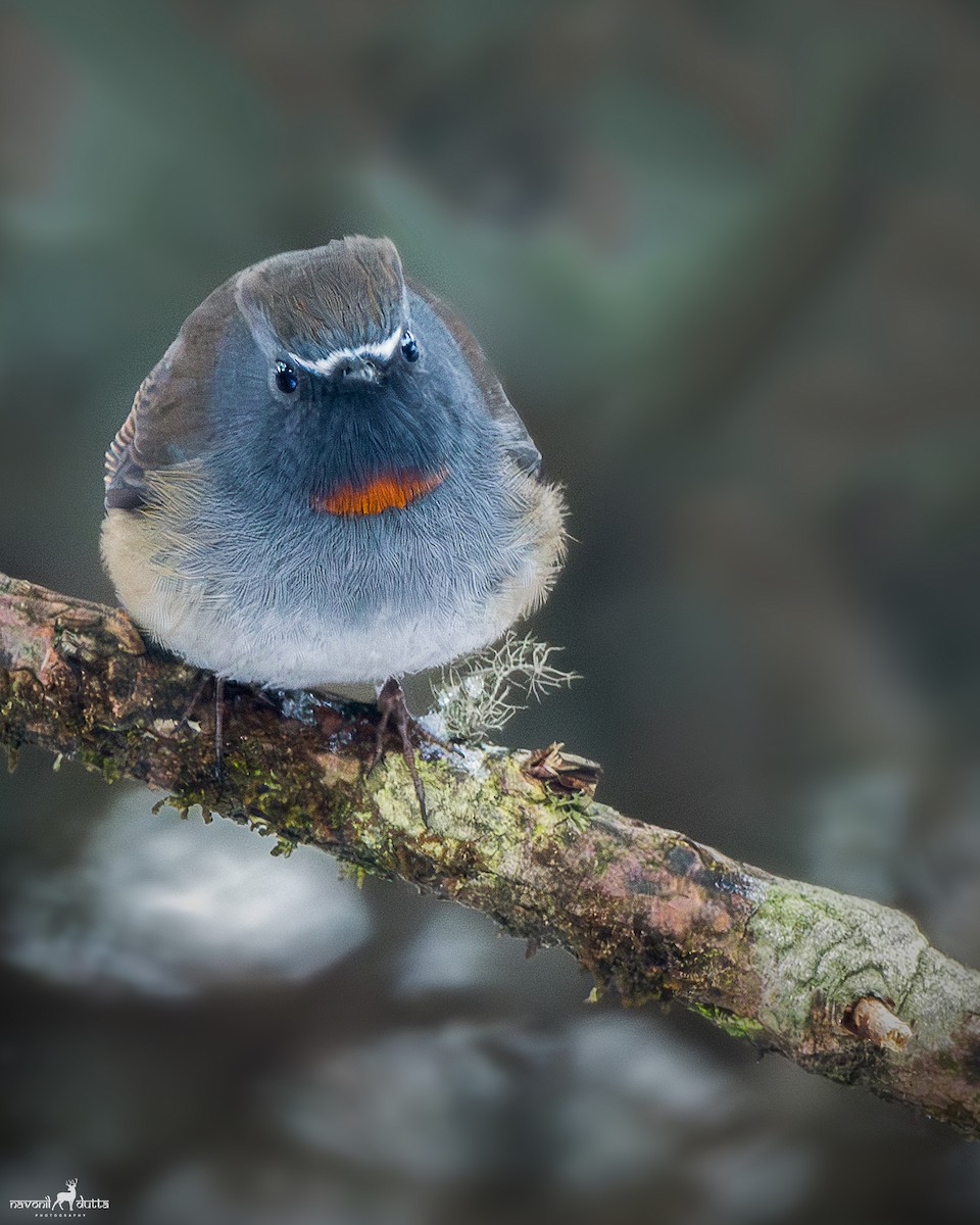 Rufous-gorgeted Flycatcher - ML619812567