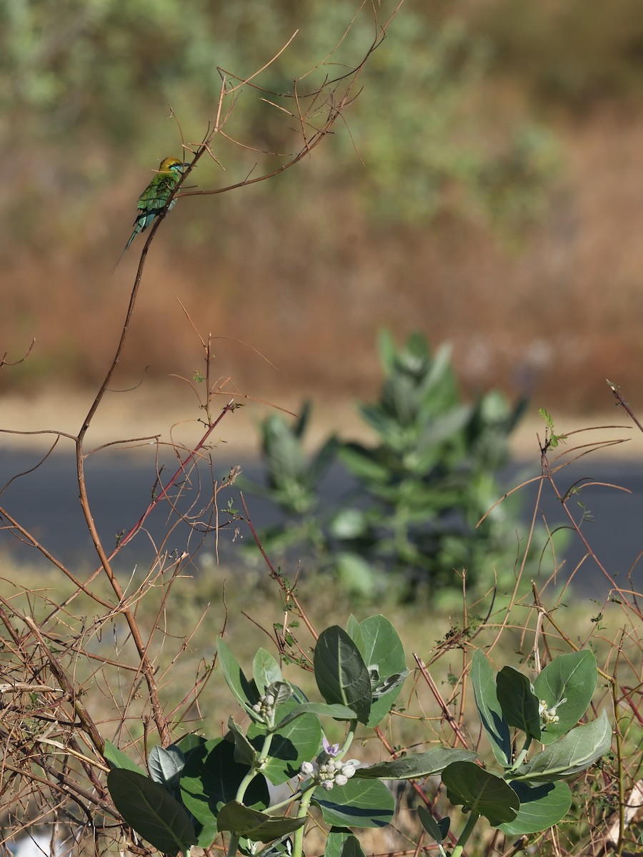 Asian Green Bee-eater - ML619812575