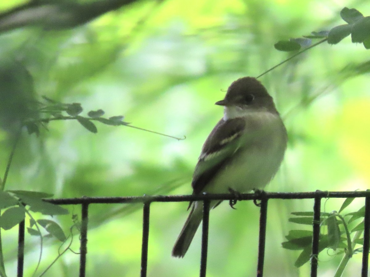 Mosquero sp. (Empidonax sp.) - ML619812580