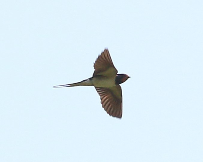 Barn Swallow - ML619812584
