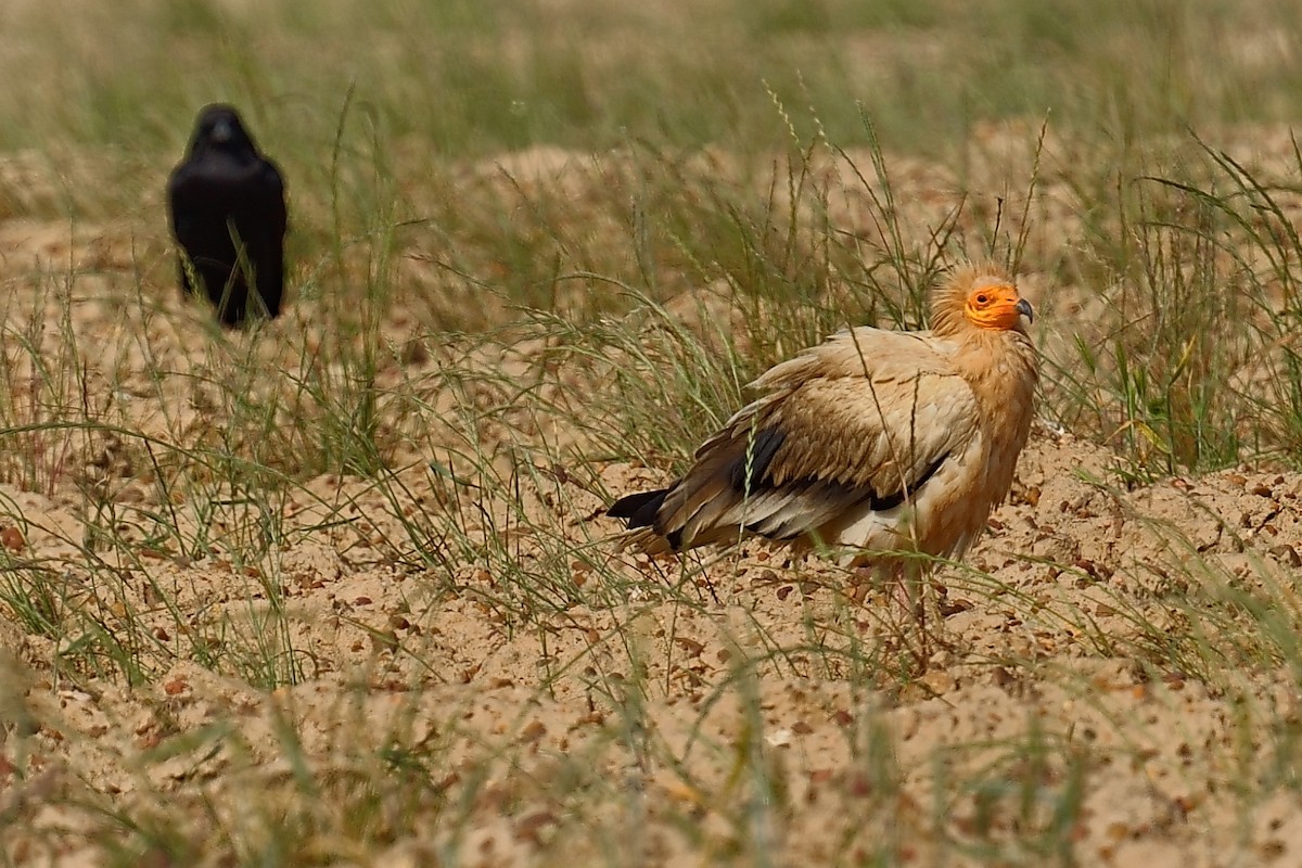 Egyptian Vulture - ML619812592