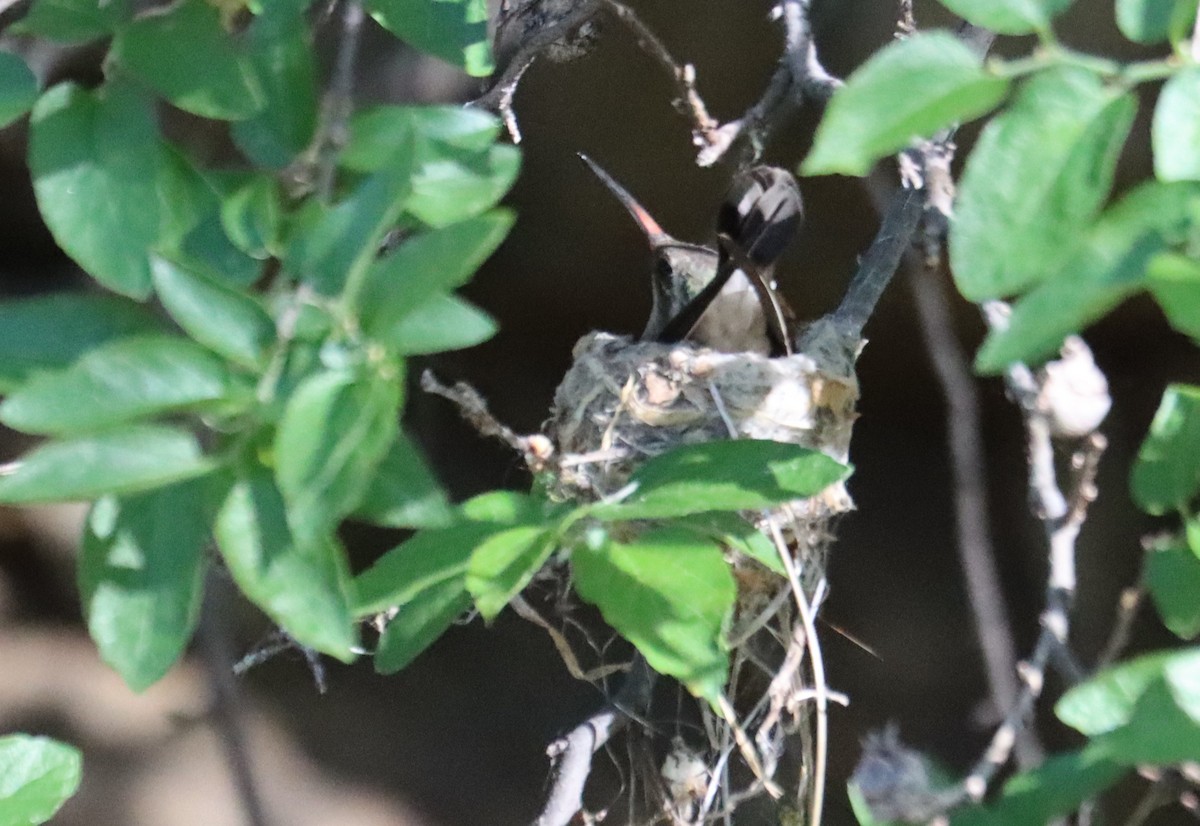 Broad-billed Hummingbird - ML619812594