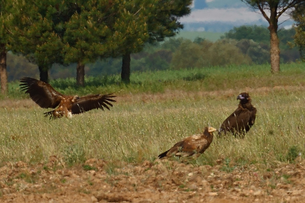 Cinereous Vulture - ML619812598