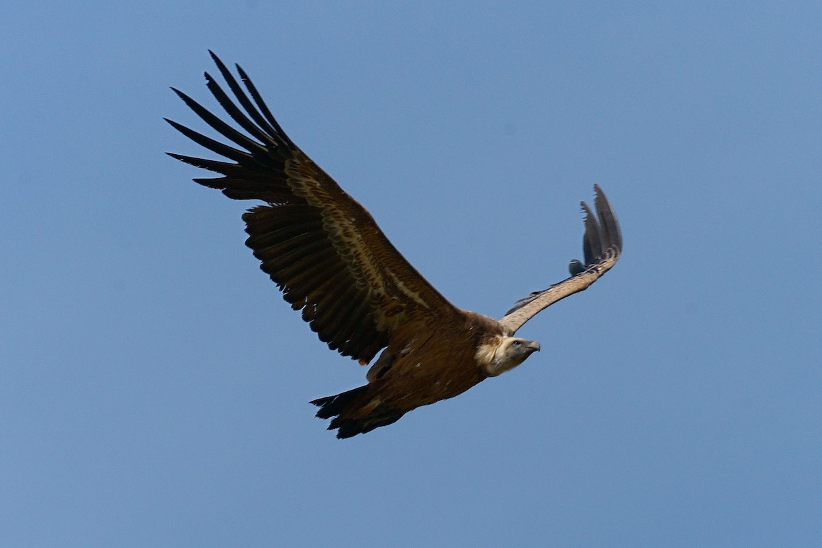 Eurasian Griffon - ML619812609