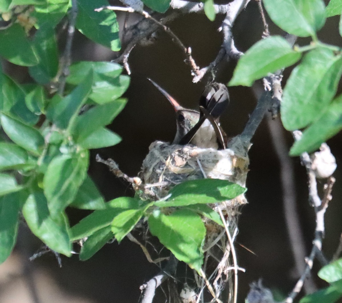 Broad-billed Hummingbird - ML619812610
