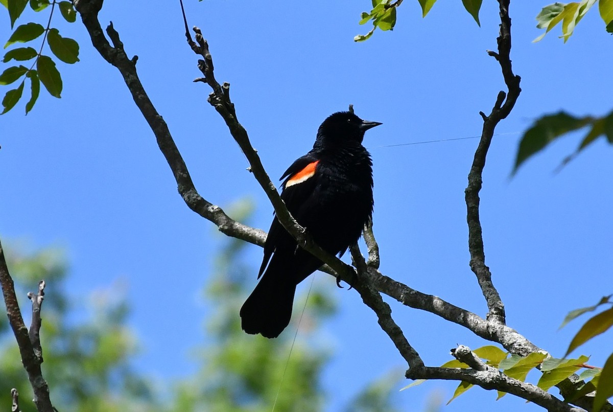 Red-winged Blackbird - ML619812628