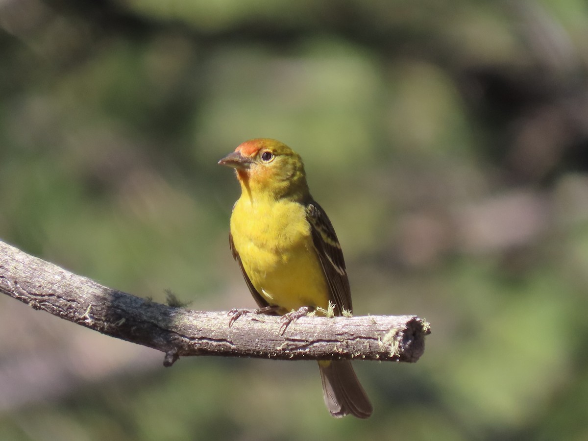 Western Tanager - ML619812630