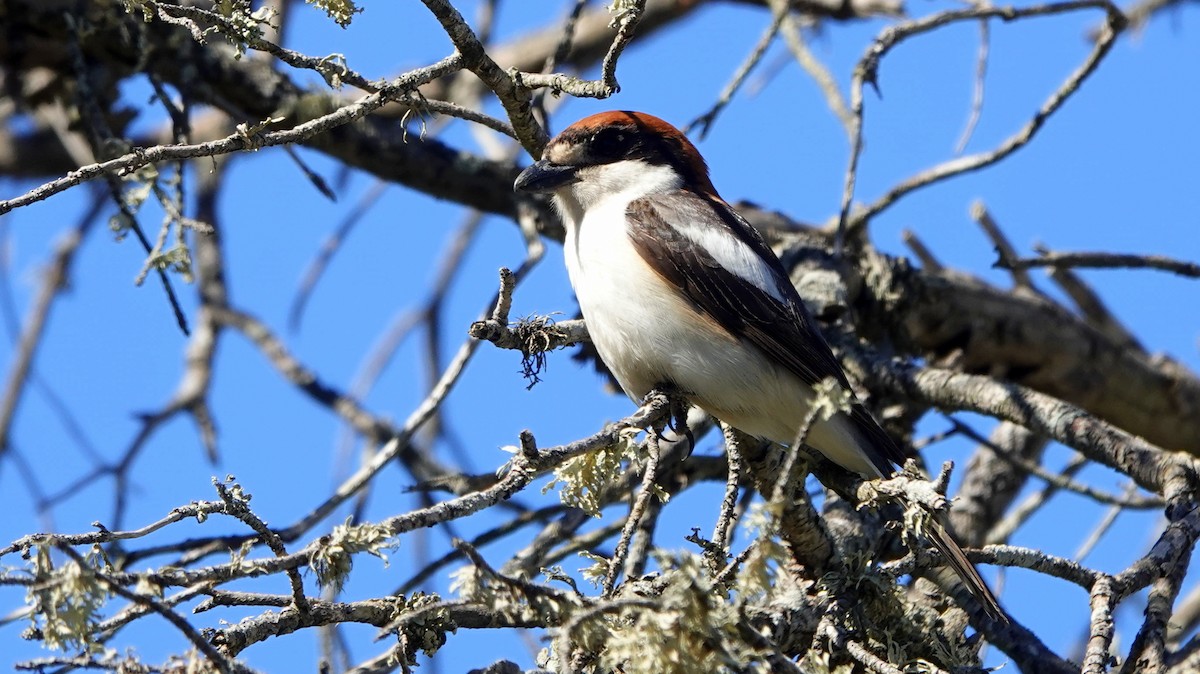 Woodchat Shrike - ML619812638