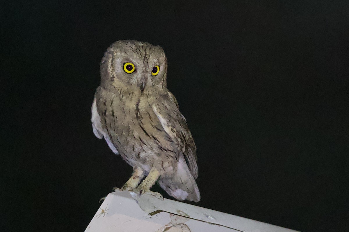 Pallid Scops-Owl - ML619812652