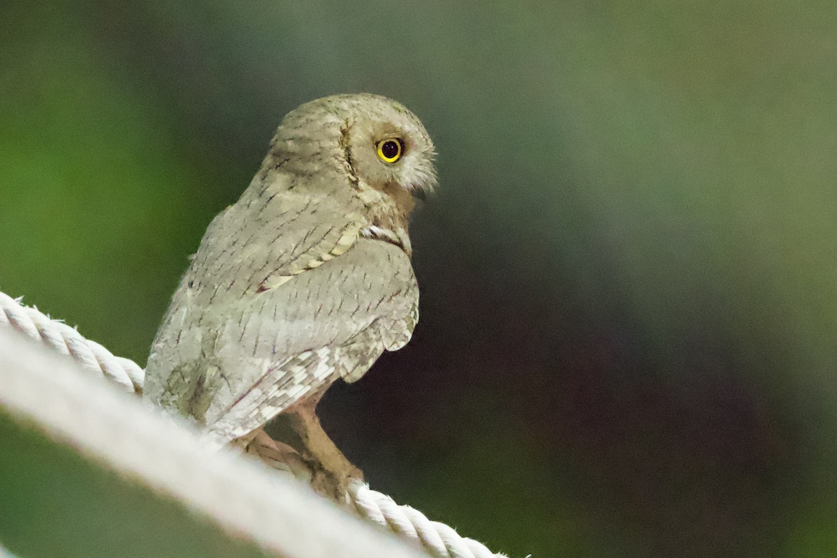 Pallid Scops-Owl - ML619812653