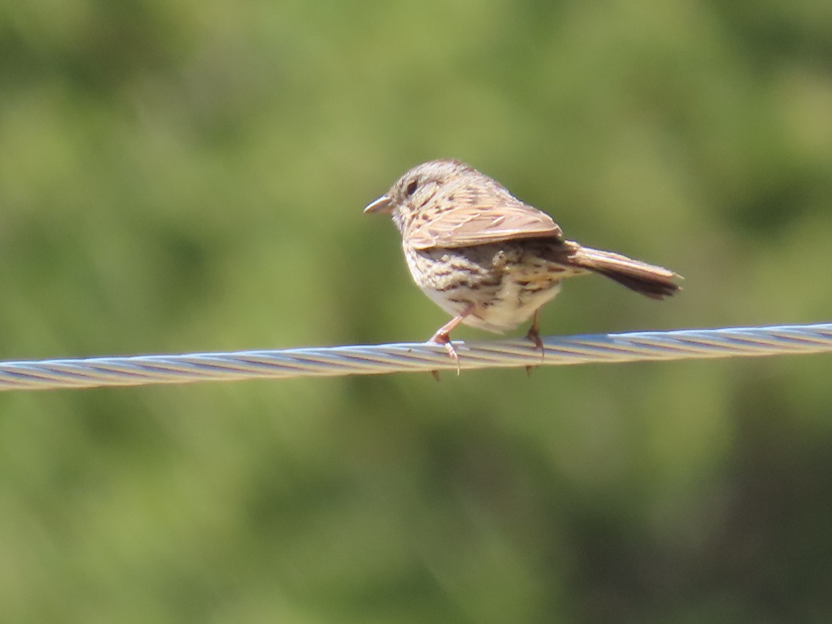 Lincoln's Sparrow - ML619812667