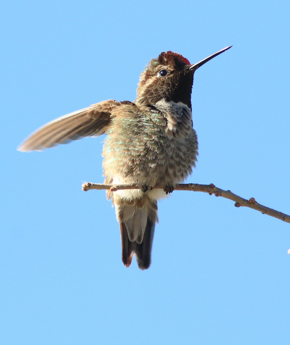 Anna's Hummingbird - ML619812670