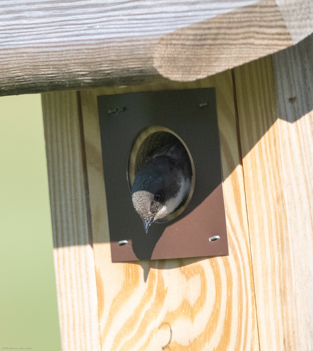 Tree Swallow - ML619812695