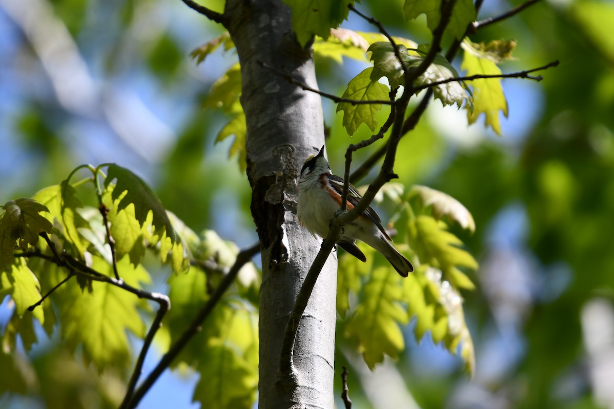 Chestnut-sided Warbler - ML619812699