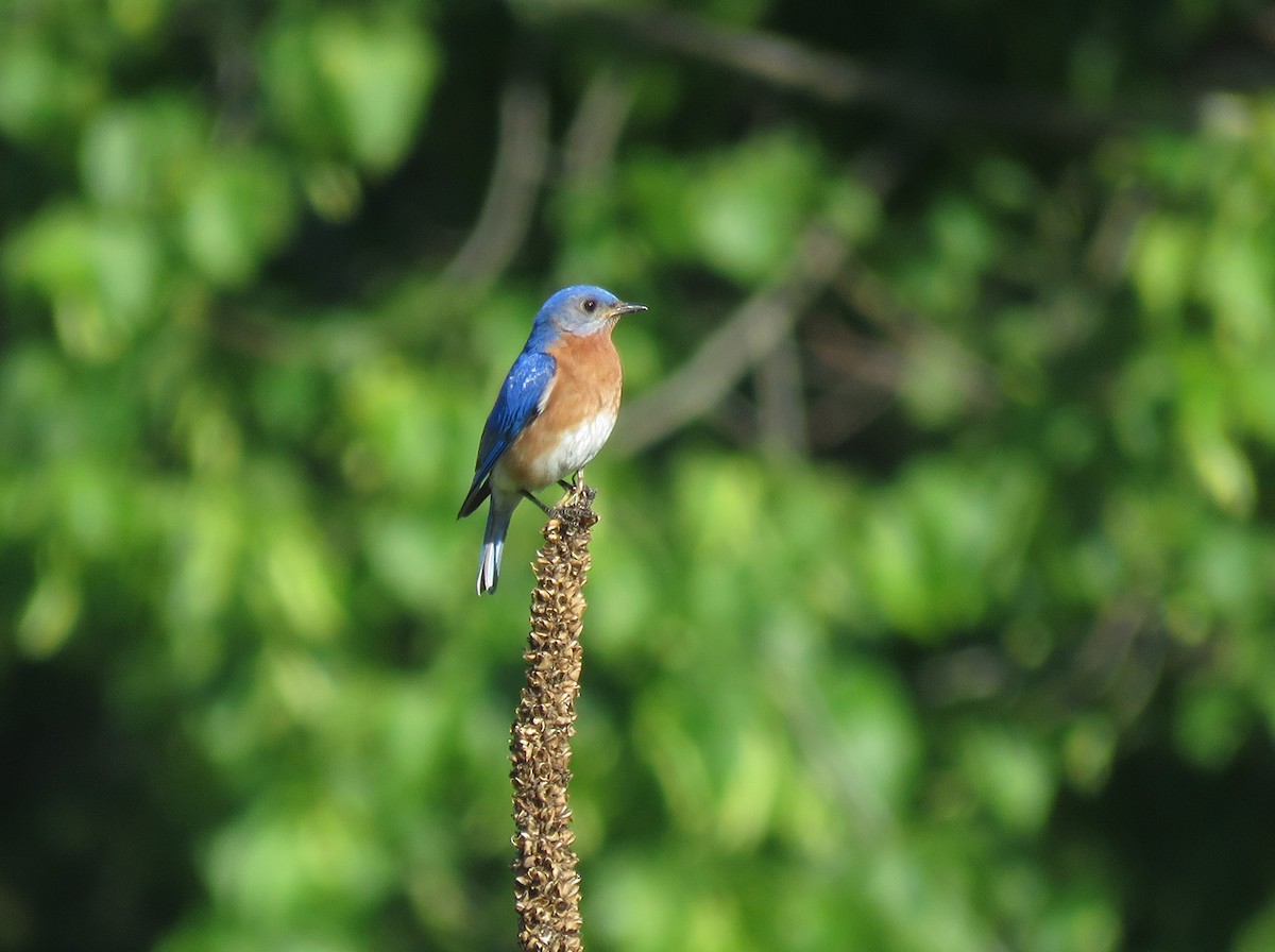 Eastern Bluebird - ML619812700