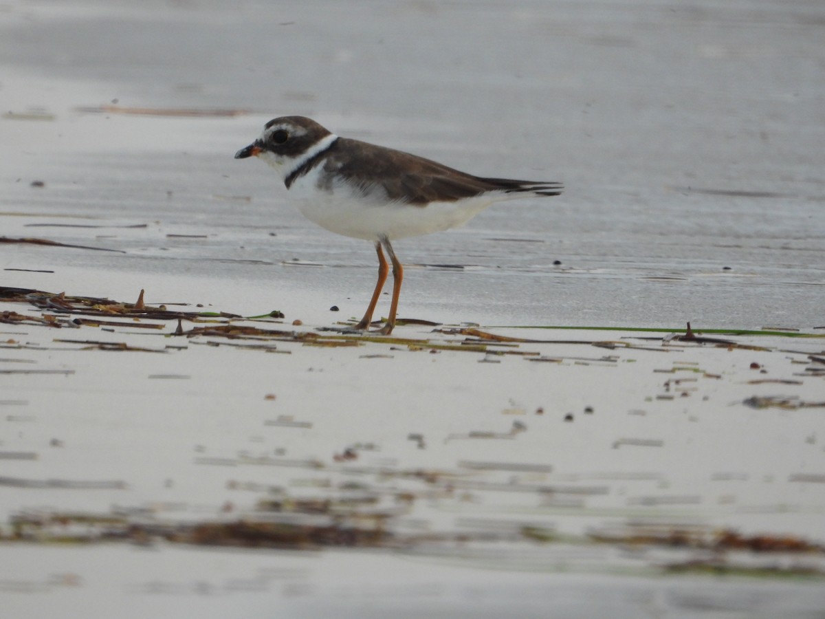 Semipalmated Plover - ML619812711