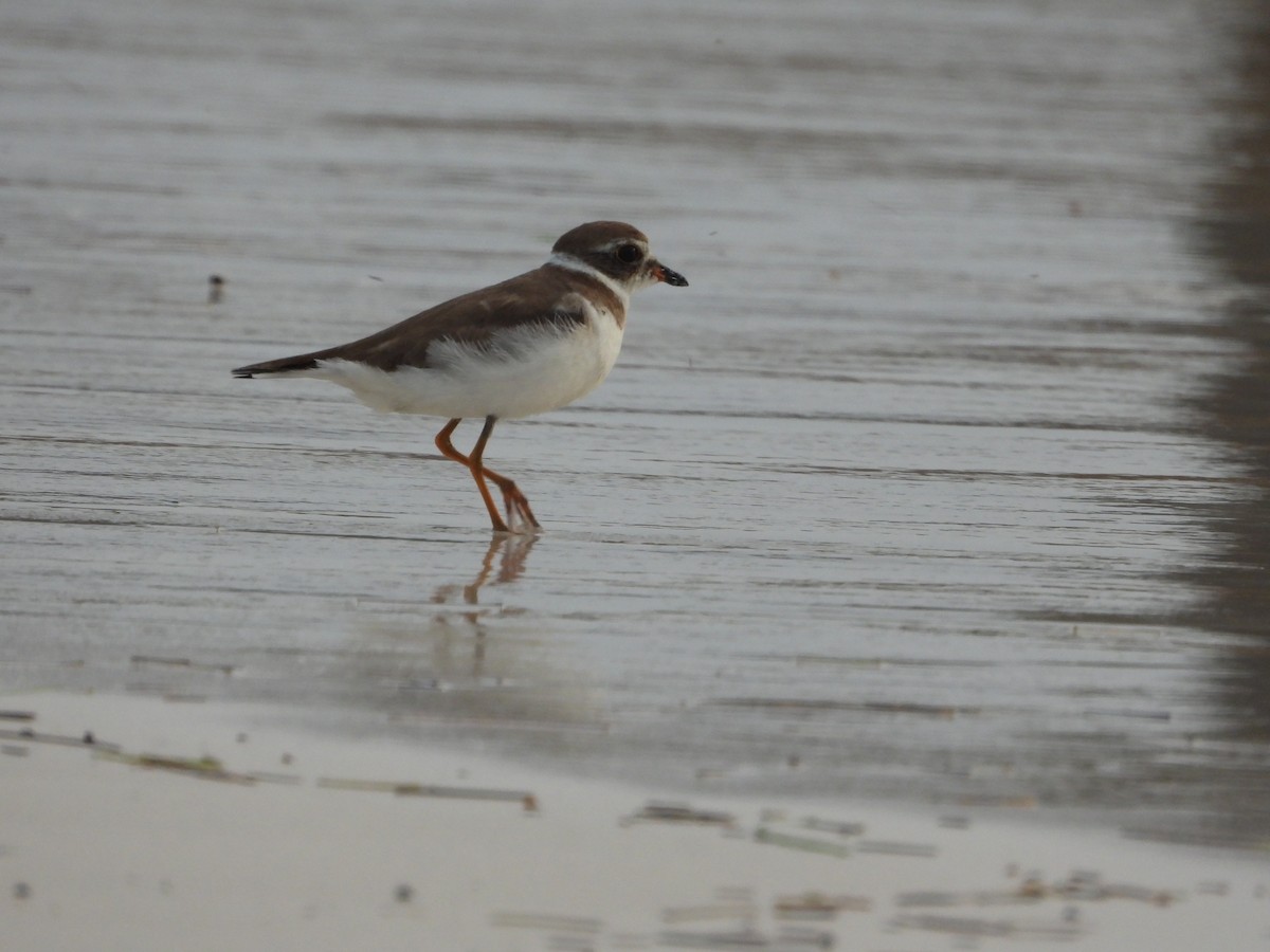 Semipalmated Plover - ML619812712