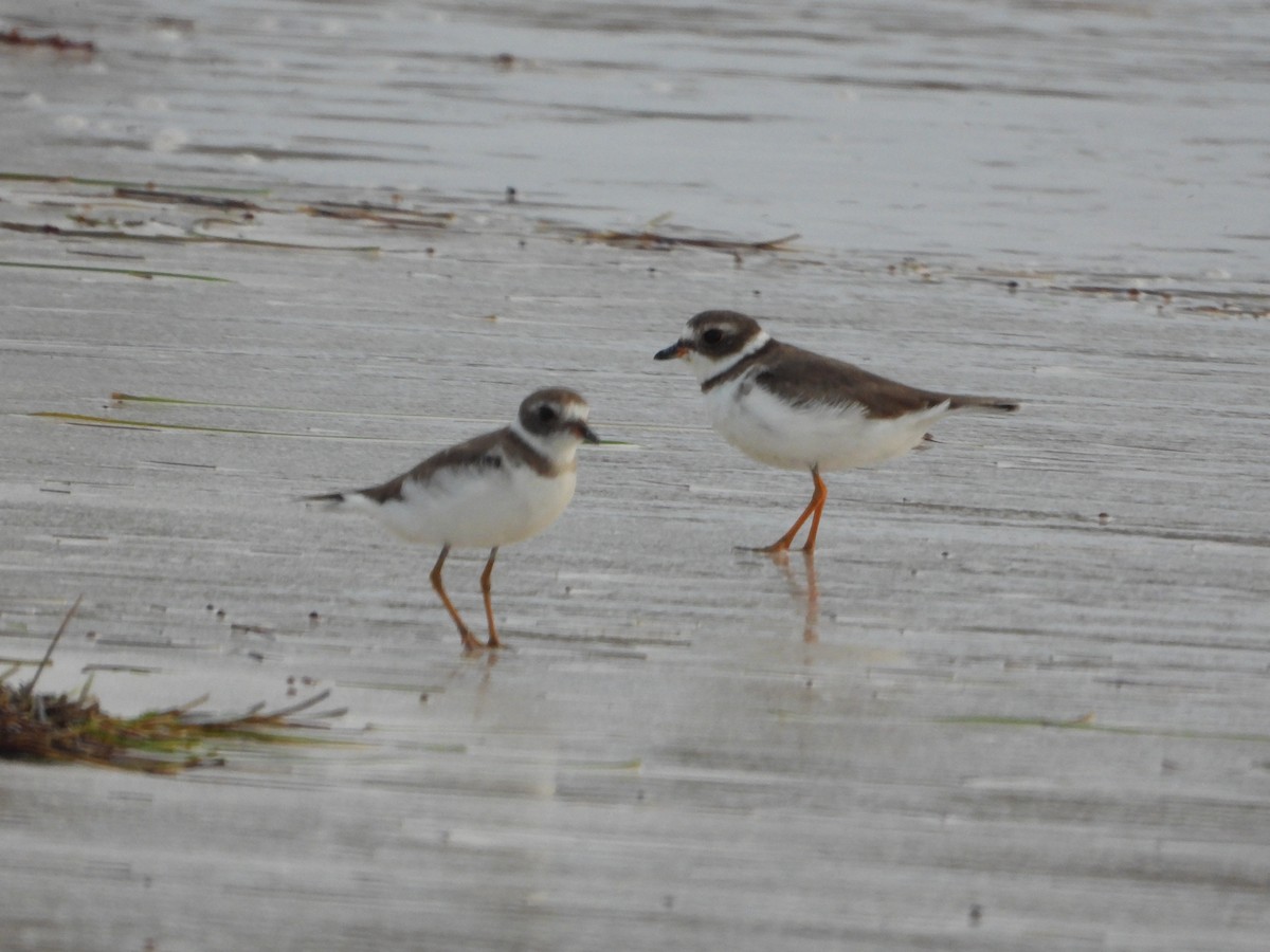 Semipalmated Plover - ML619812713