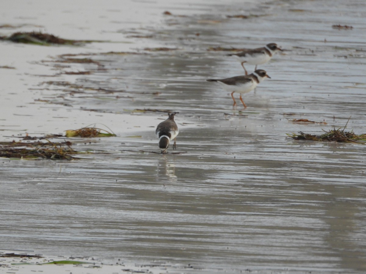 Semipalmated Plover - ML619812714