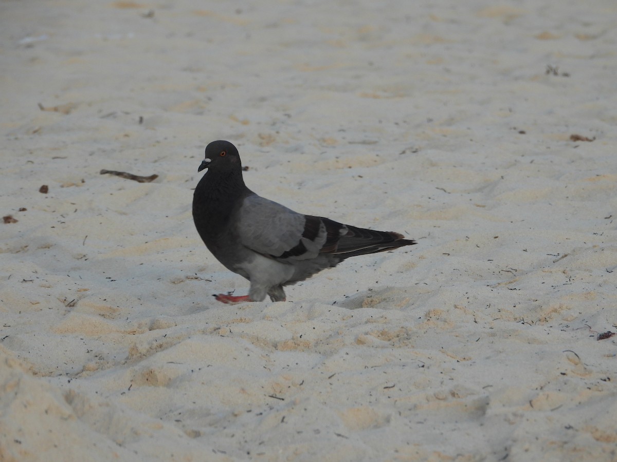 Rock Pigeon (Feral Pigeon) - ML619812759