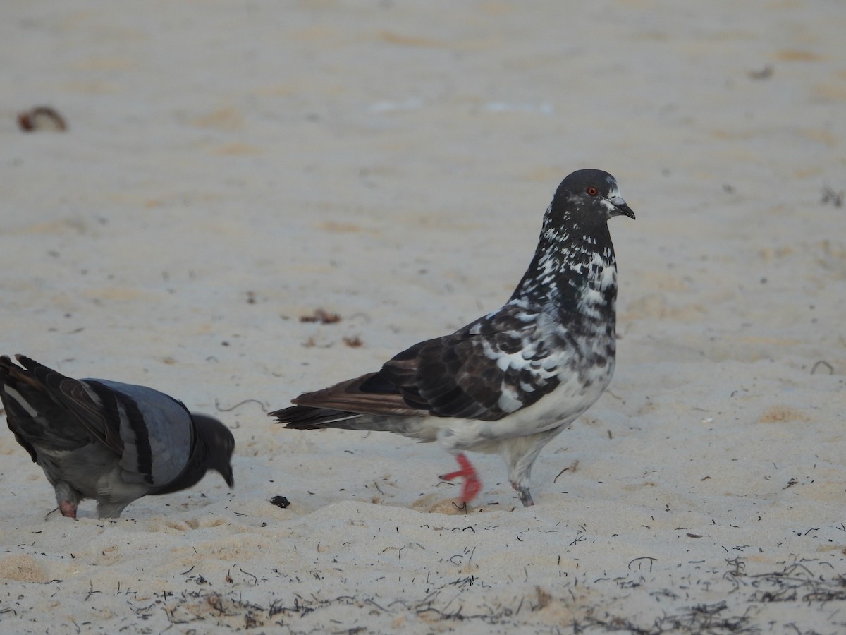 Rock Pigeon (Feral Pigeon) - ML619812760