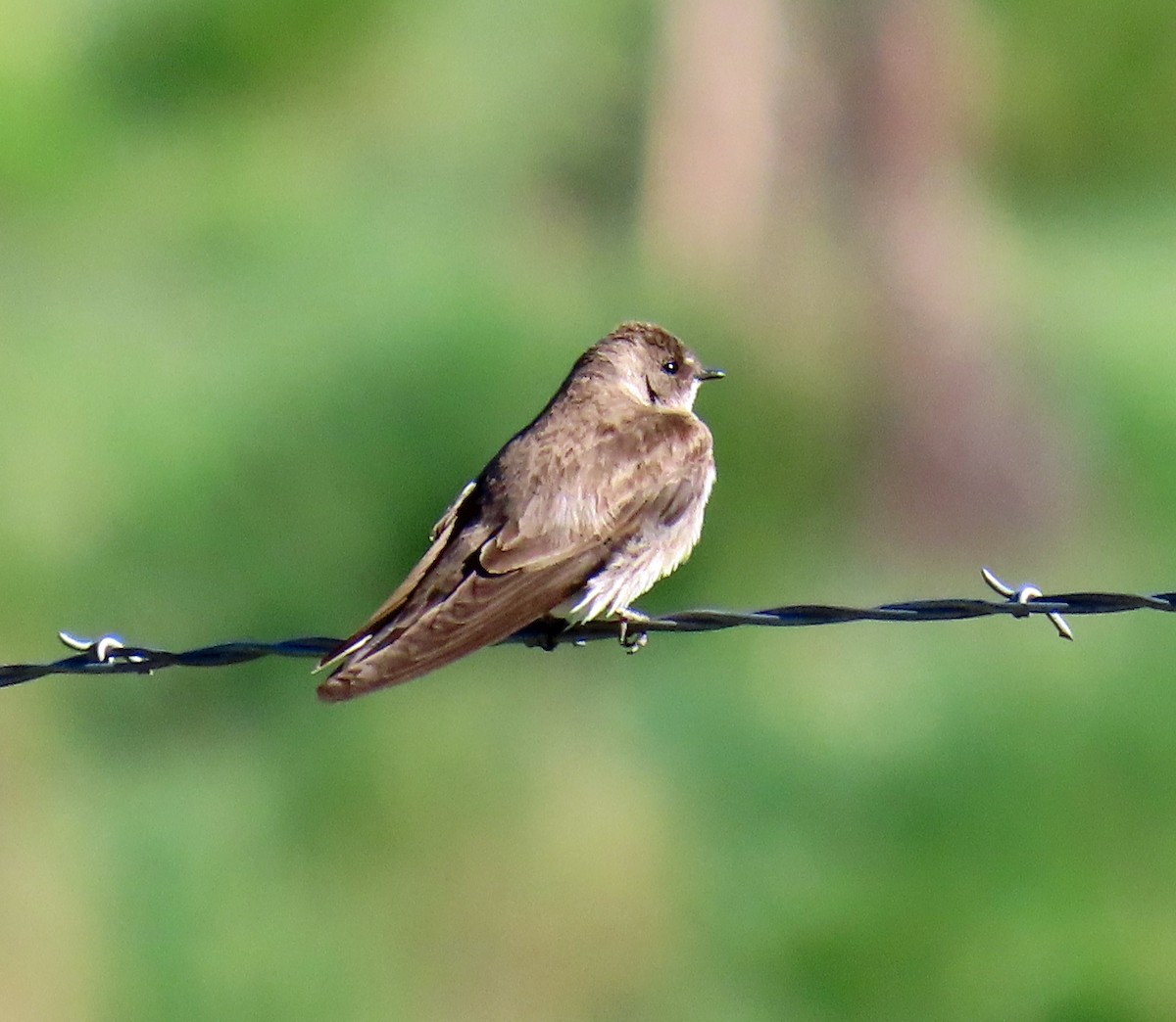 Northern Rough-winged Swallow - ML619812781