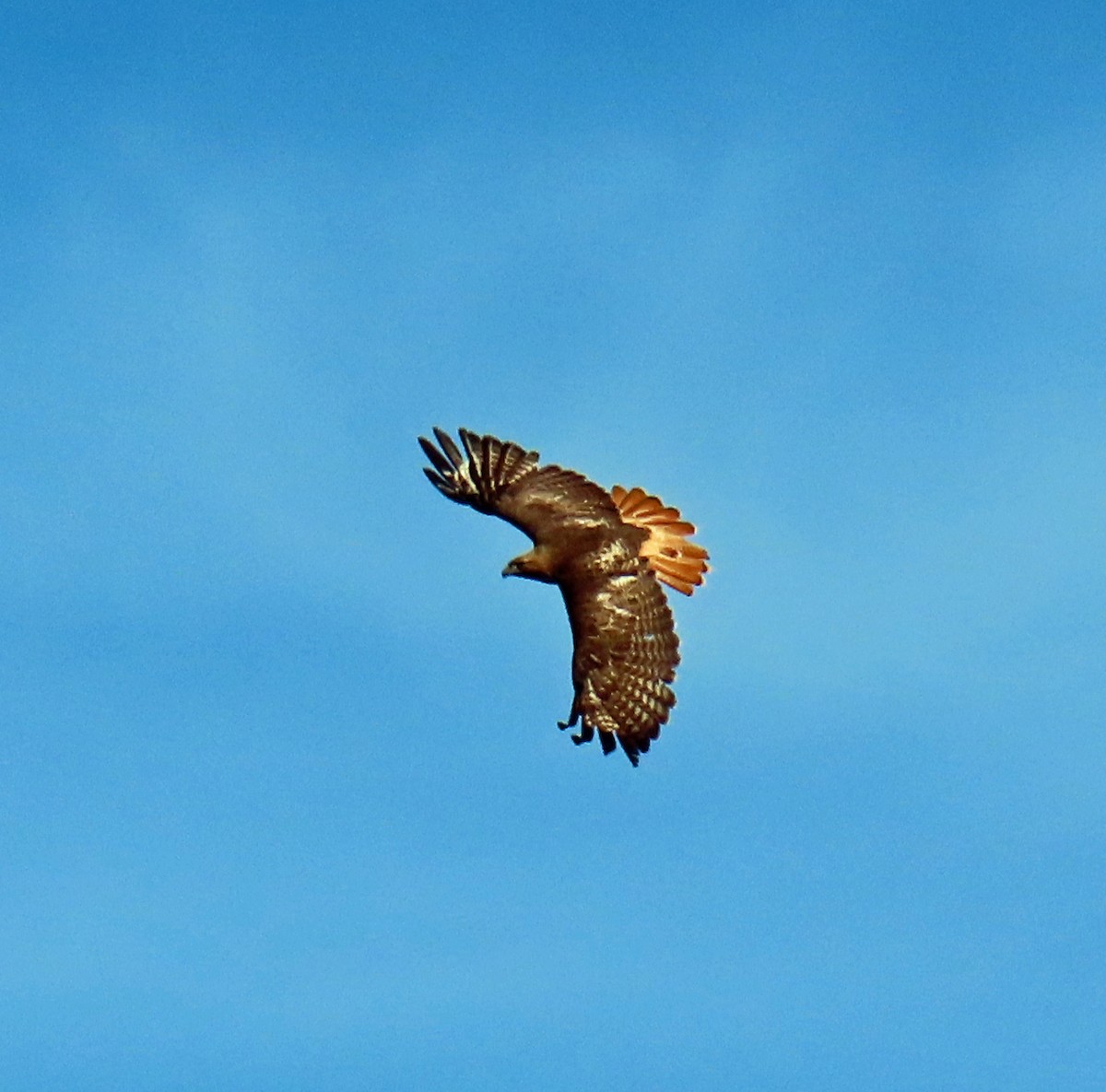 Red-tailed Hawk - ML619812793