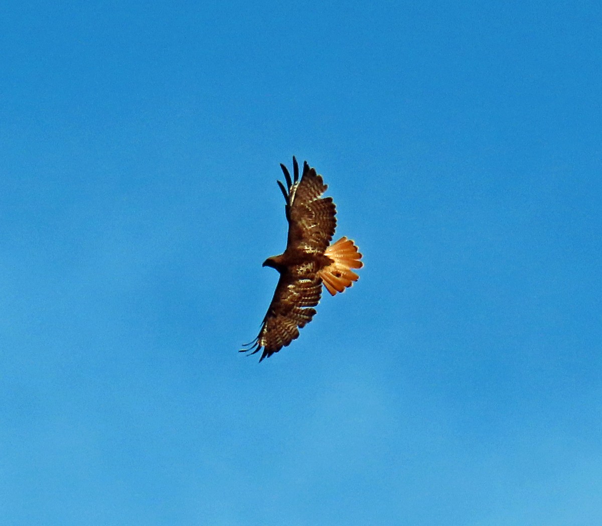 Red-tailed Hawk - ML619812794