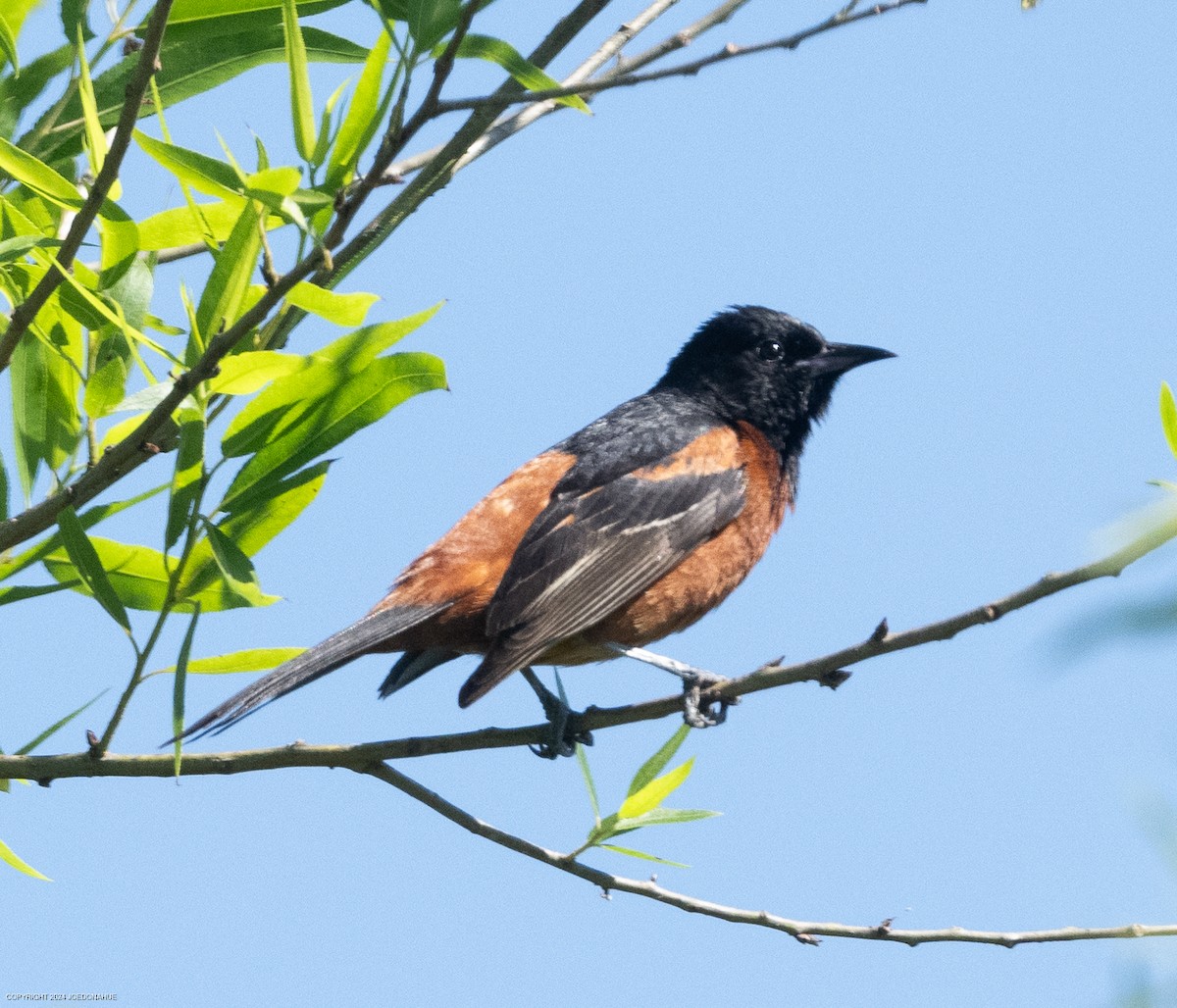 Orchard Oriole - ML619812796