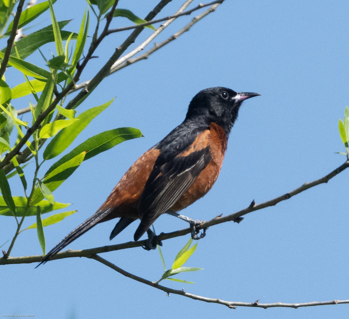 Orchard Oriole - ML619812797