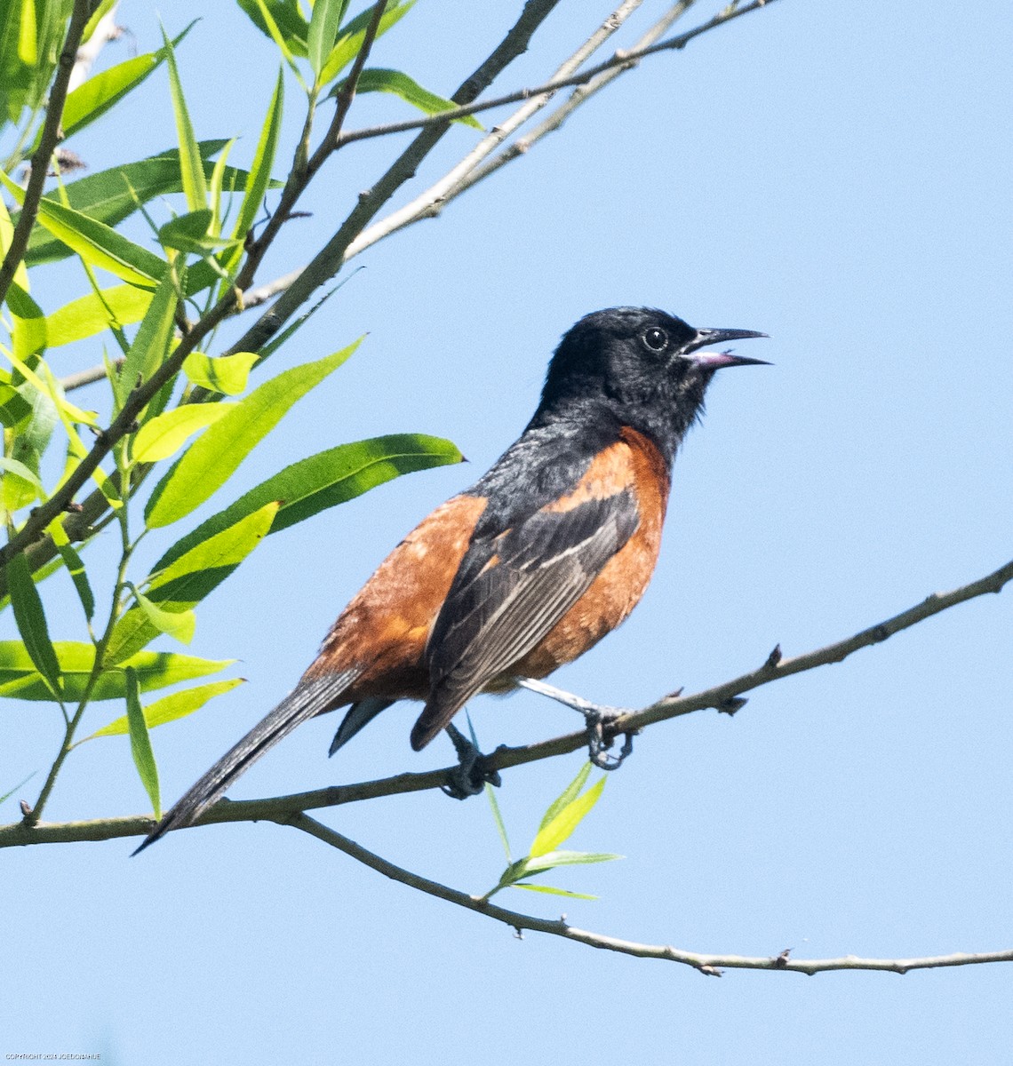 Orchard Oriole - ML619812798