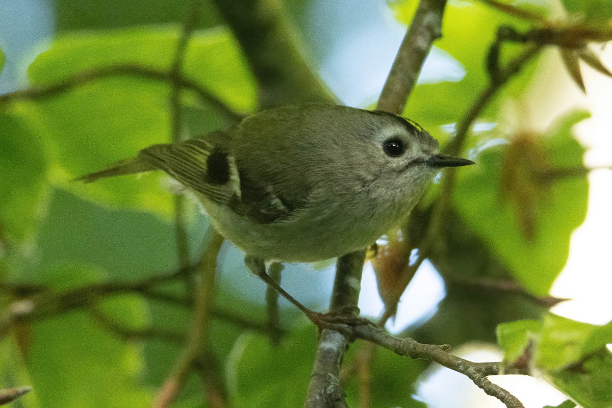 Goldcrest - ML619812805