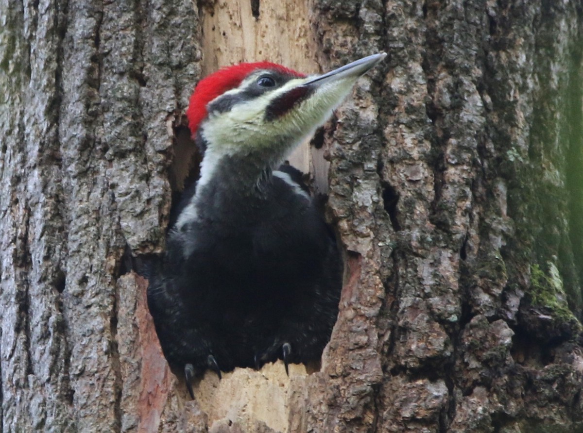 Pileated Woodpecker - ML619812818