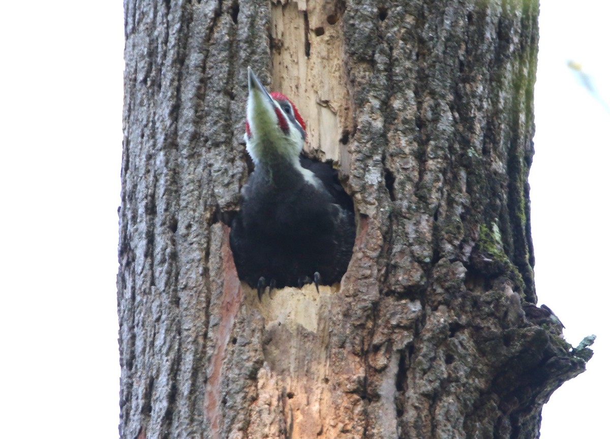 Pileated Woodpecker - ML619812819