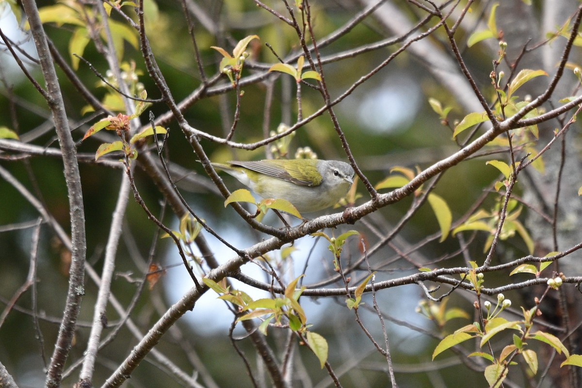 Tennessee Warbler - ML619812825