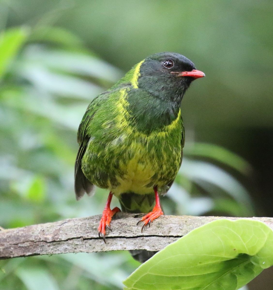 Green-and-black Fruiteater (Green-and-black) - ML619812828