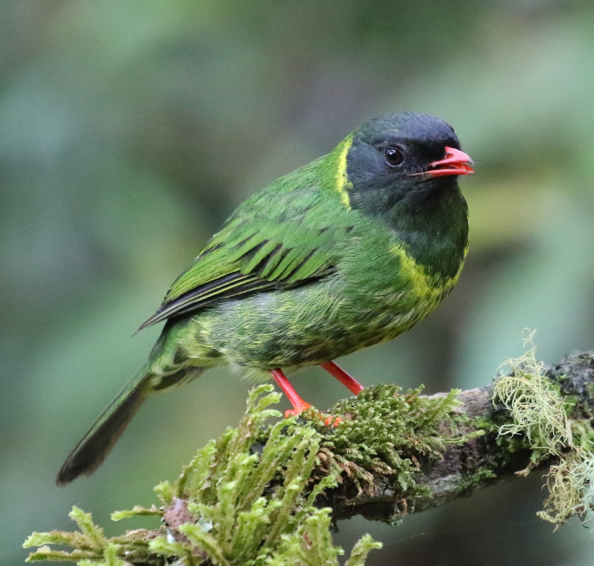 Green-and-black Fruiteater (Green-and-black) - ML619812843