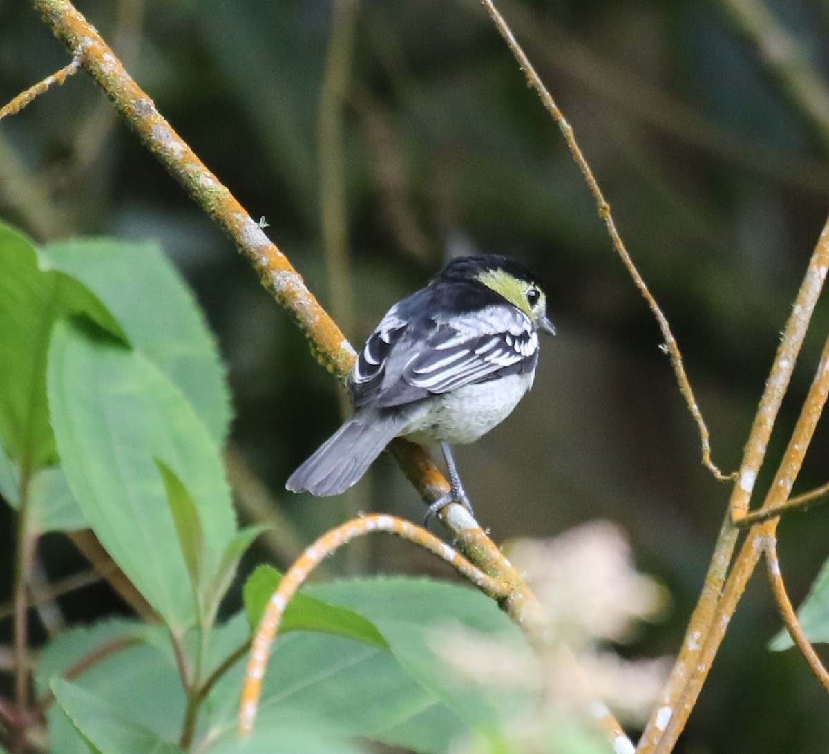 Barred Becard - Bradley Waggoner