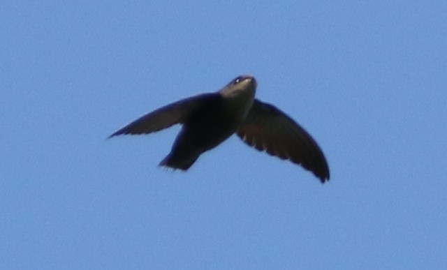 Chimney Swift - ML619812885