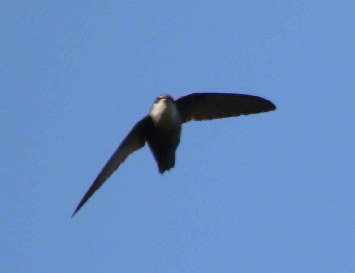 Chimney Swift - ML619812890