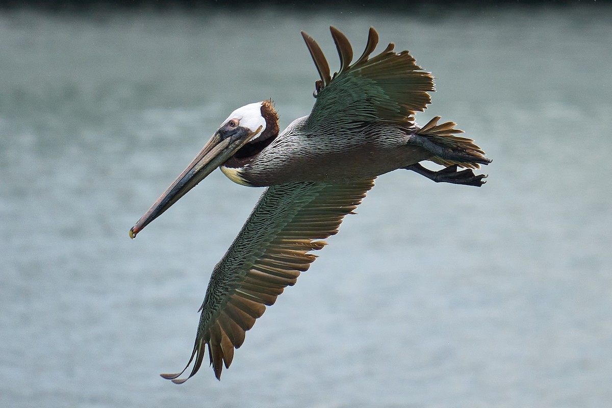 Brown Pelican - ML619812893