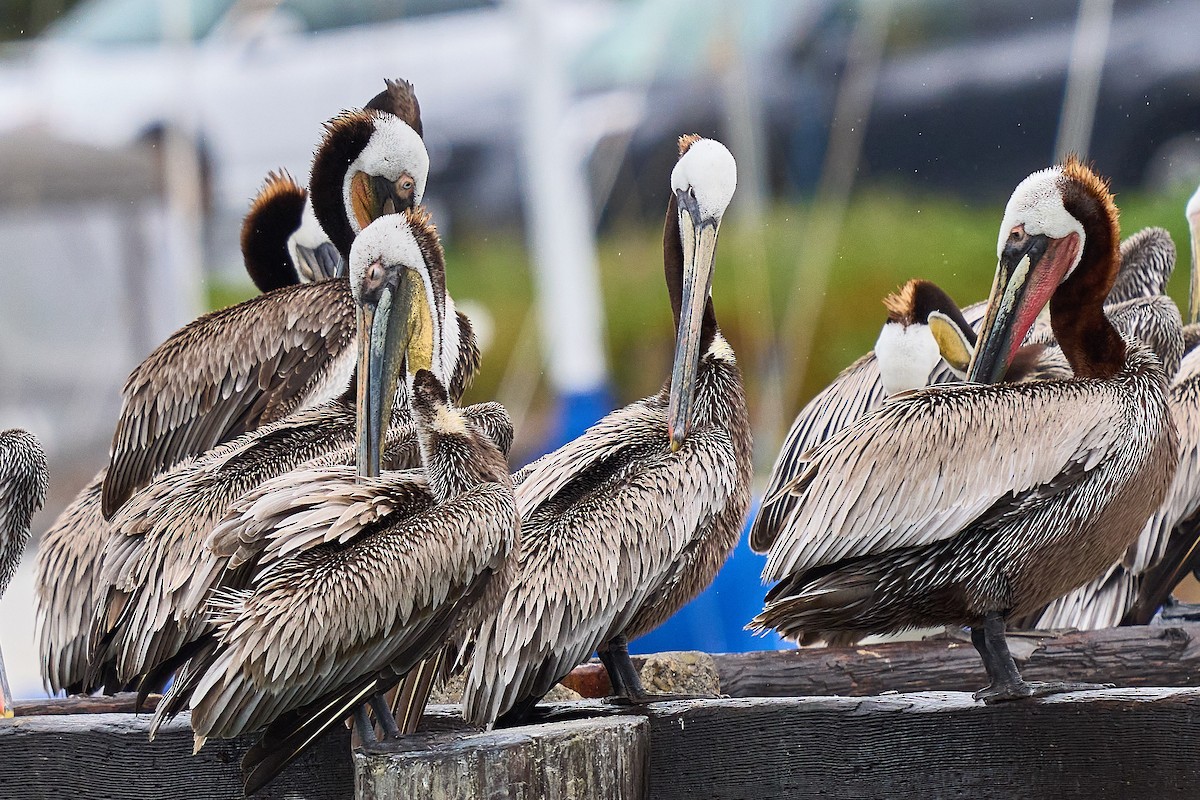 Brown Pelican - ML619812895