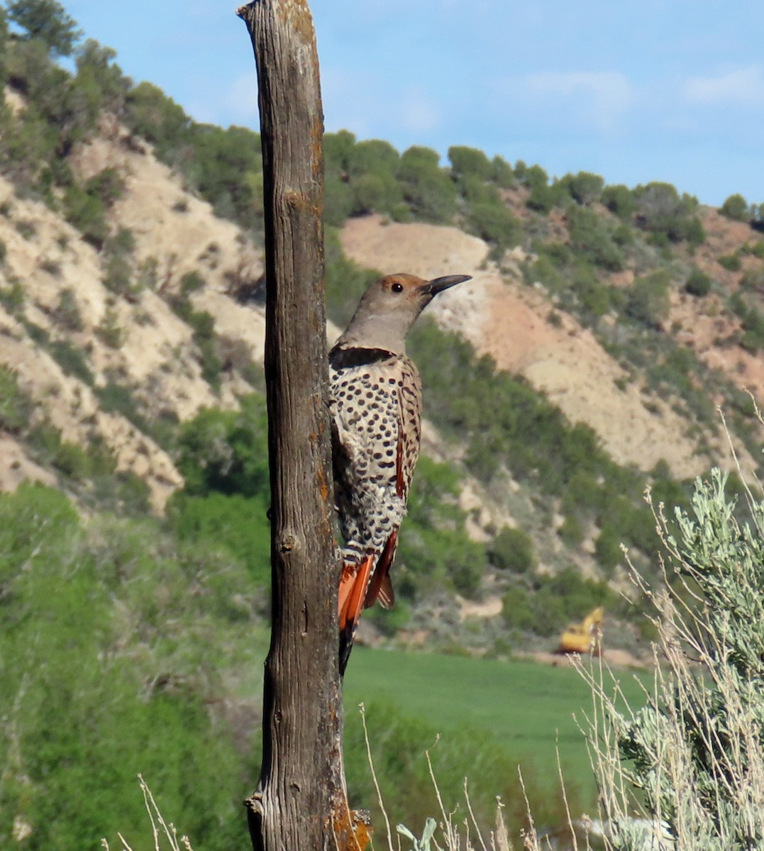 Northern Flicker (Red-shafted) - ML619812925