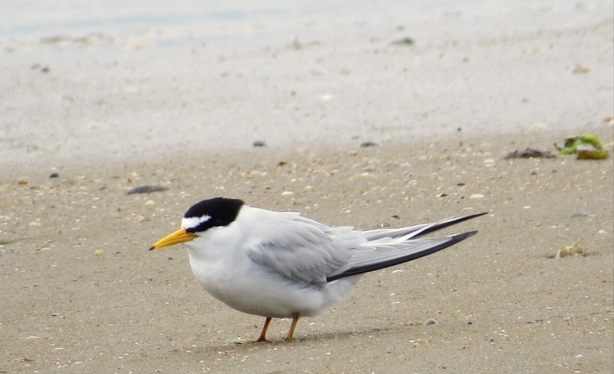 Least Tern - ML619812926