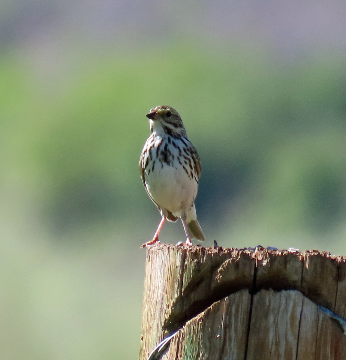 Savannah Sparrow - ML619812939