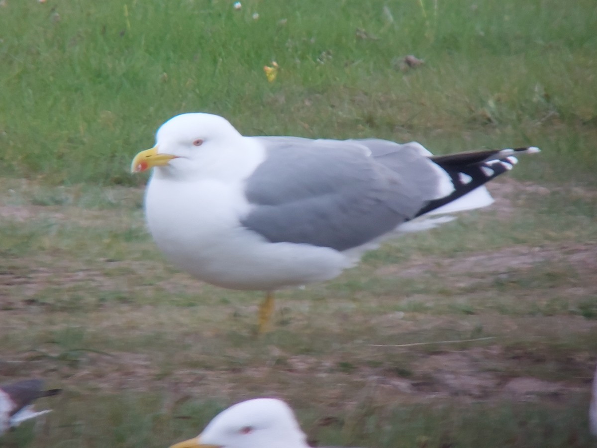 Yellow-legged Gull (michahellis) - ML619812957